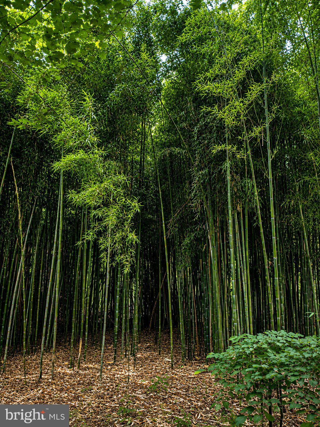 1475 Langhorne Yardley Road Langhorne, PA 19047 - Photo 26 of 28 Lush bamboo grove in serene tranquility.