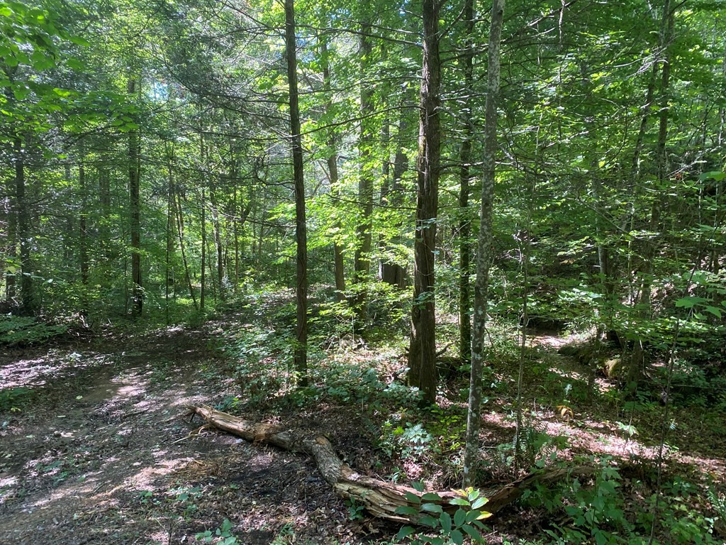 1882 Obes Branch Road Sevierville, TN 37876 - Photo 2 of 11