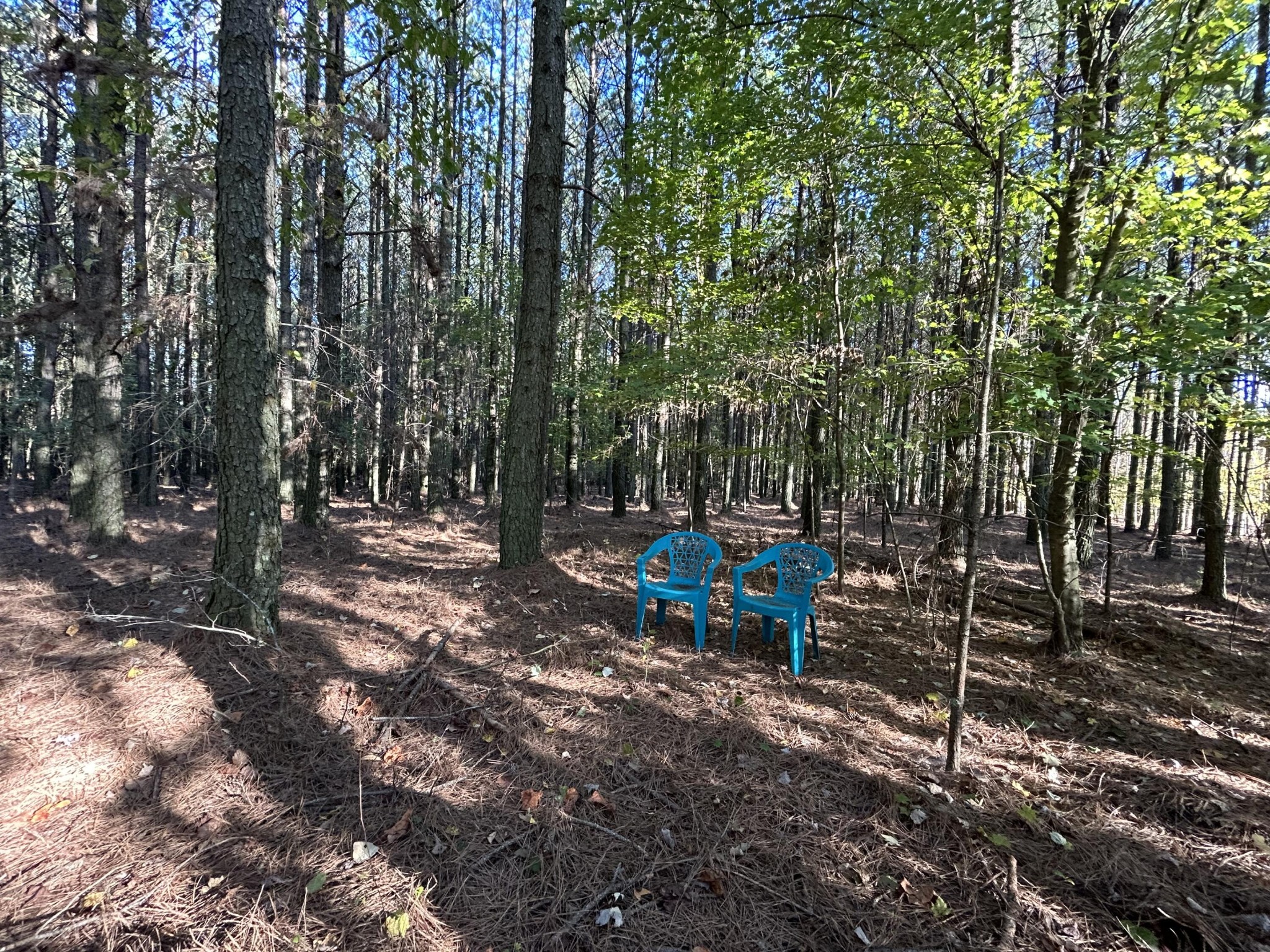 a view of a park with large trees