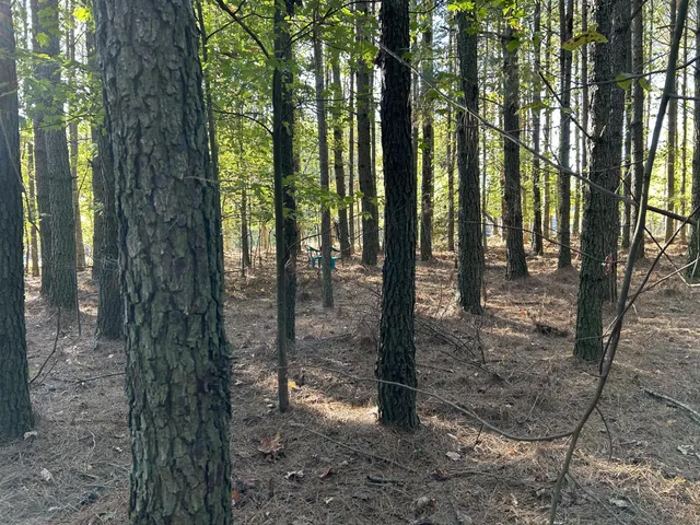 a view of a trees in a yard