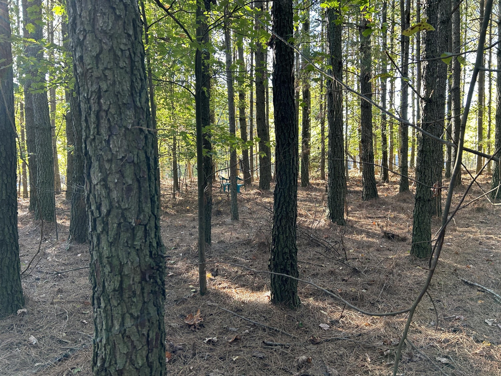 2035 Crockett Point Jasper, TN 37347 - Photo 11 of 31 a view of a trees in a yard