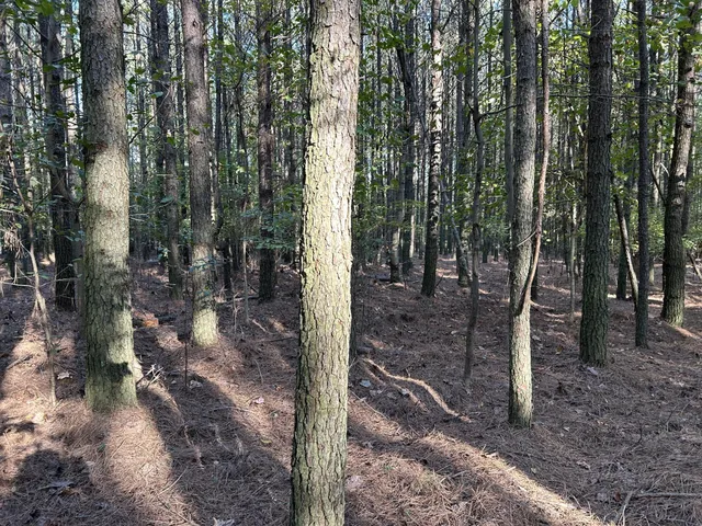 a view of a forest with trees in the background