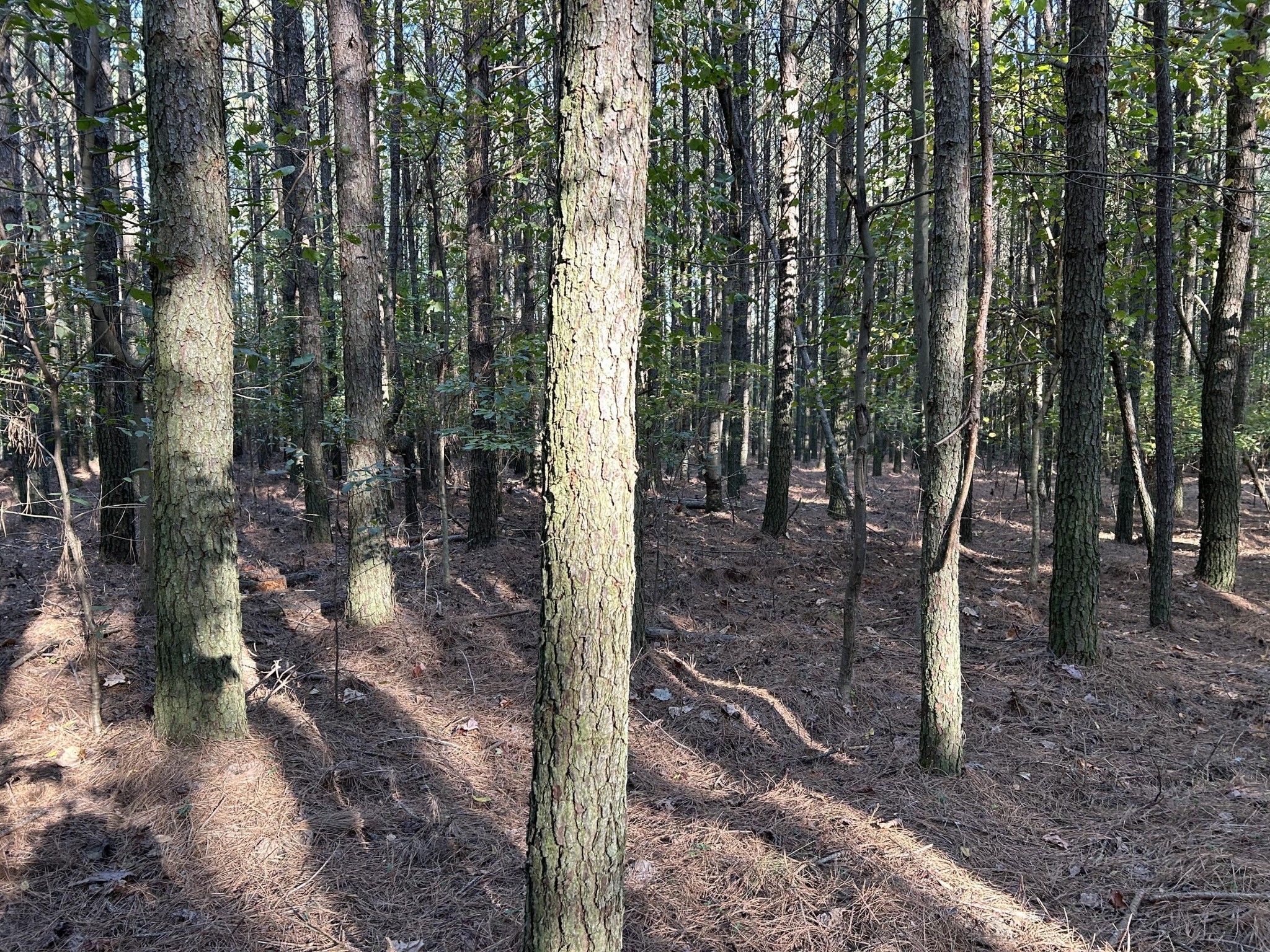 2035 Crockett Point Jasper, TN 37347 - Photo 13 of 31 a view of a forest with trees in the background
