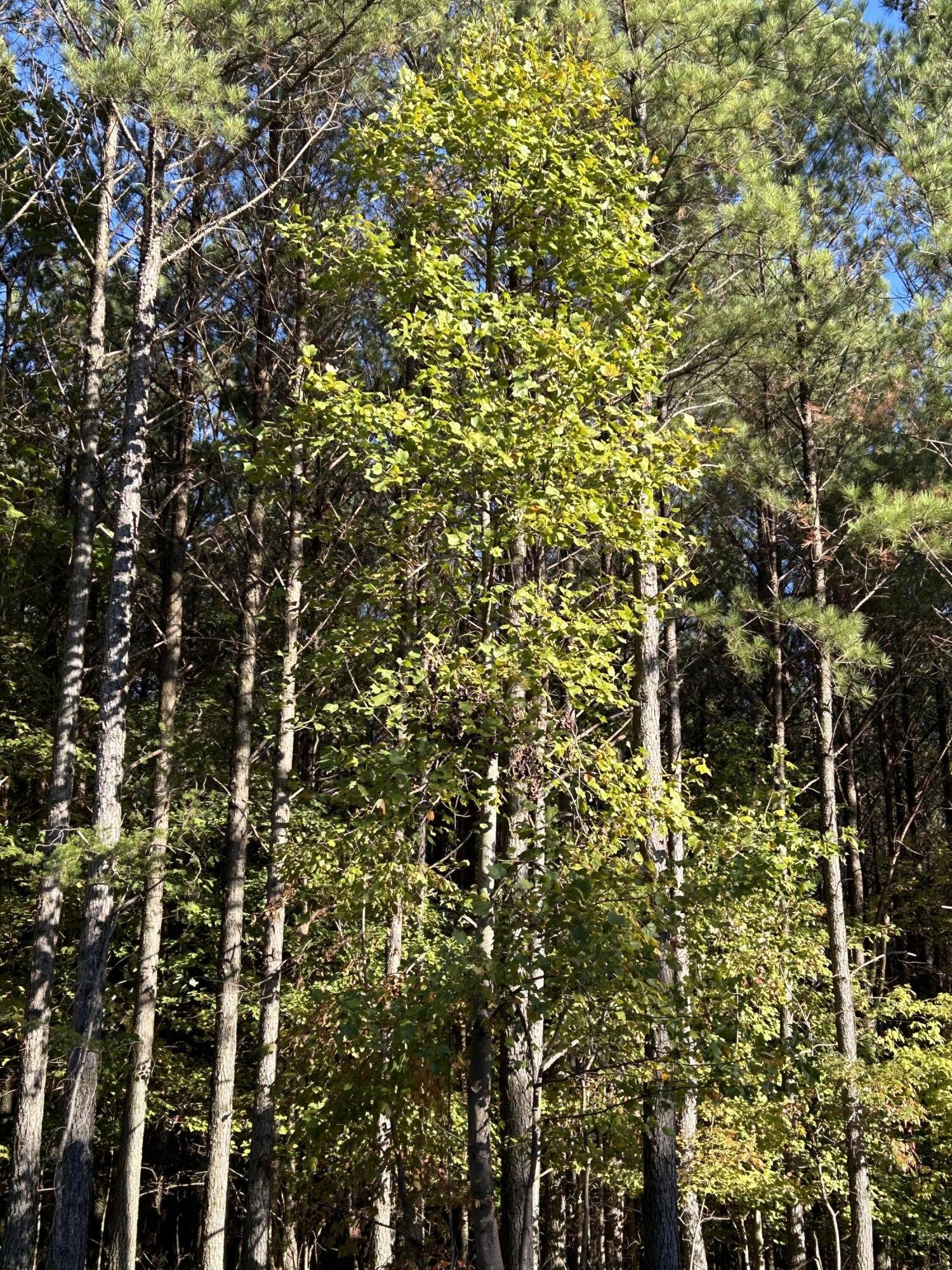 2035 Crockett Point Jasper, TN 37347 - Photo 5 of 31 a view of a tree