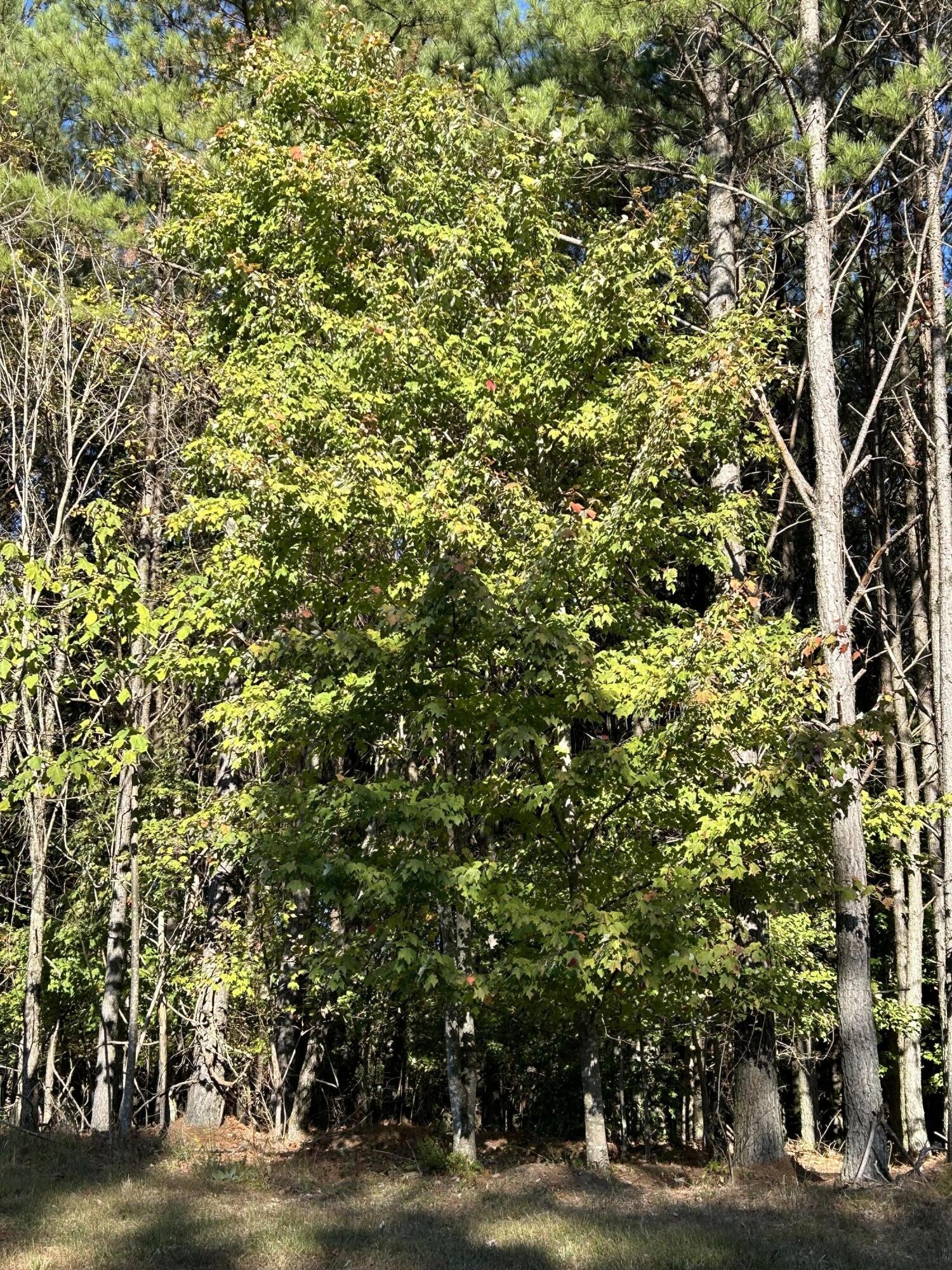 2035 Crockett Point Jasper, TN 37347 - Photo 6 of 31 a view of a yard
