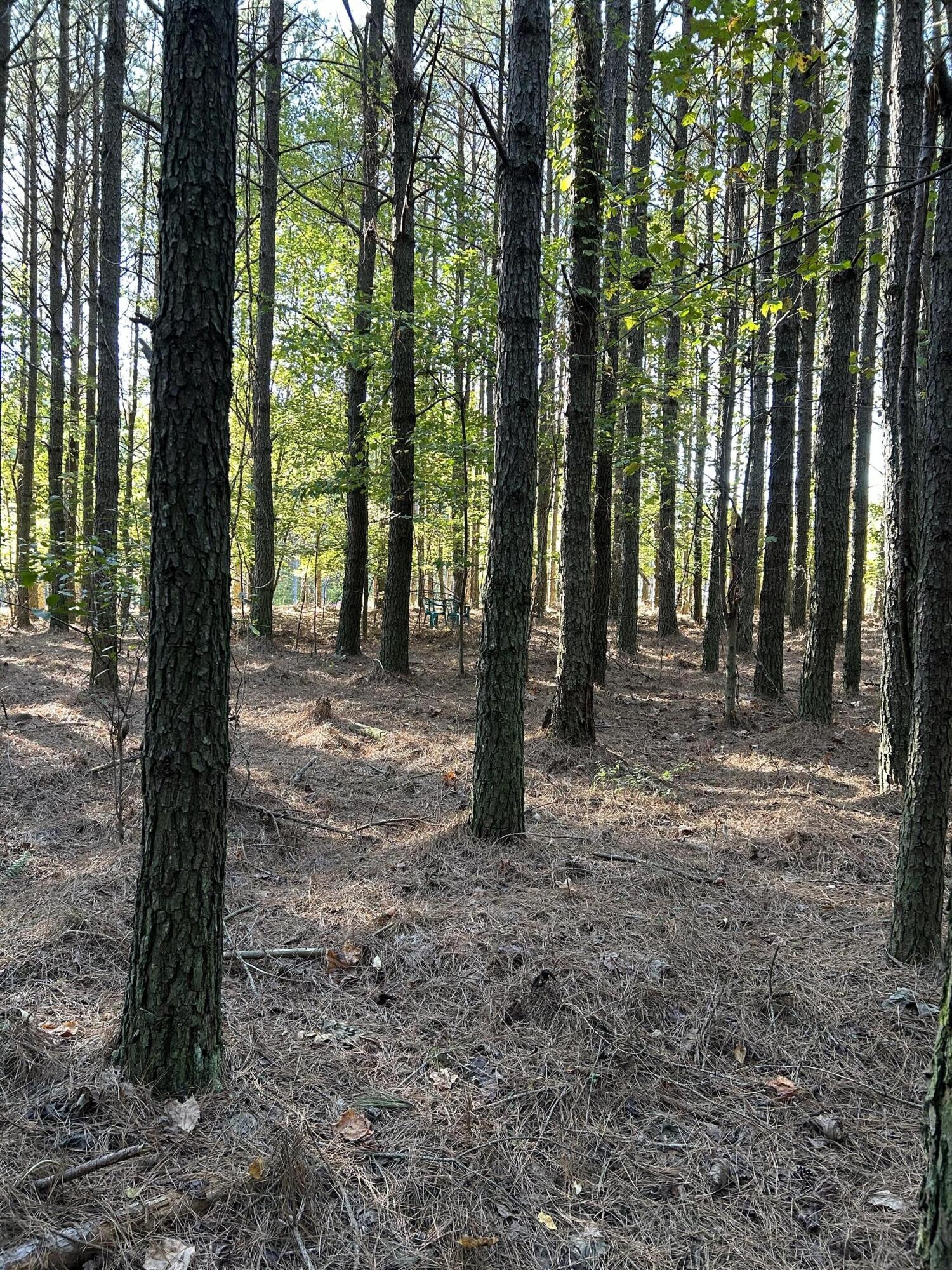 2035 Crockett Point Jasper, TN 37347 - Photo 7 of 31 a view of a forest with trees in the background