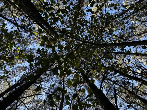 a view of tree