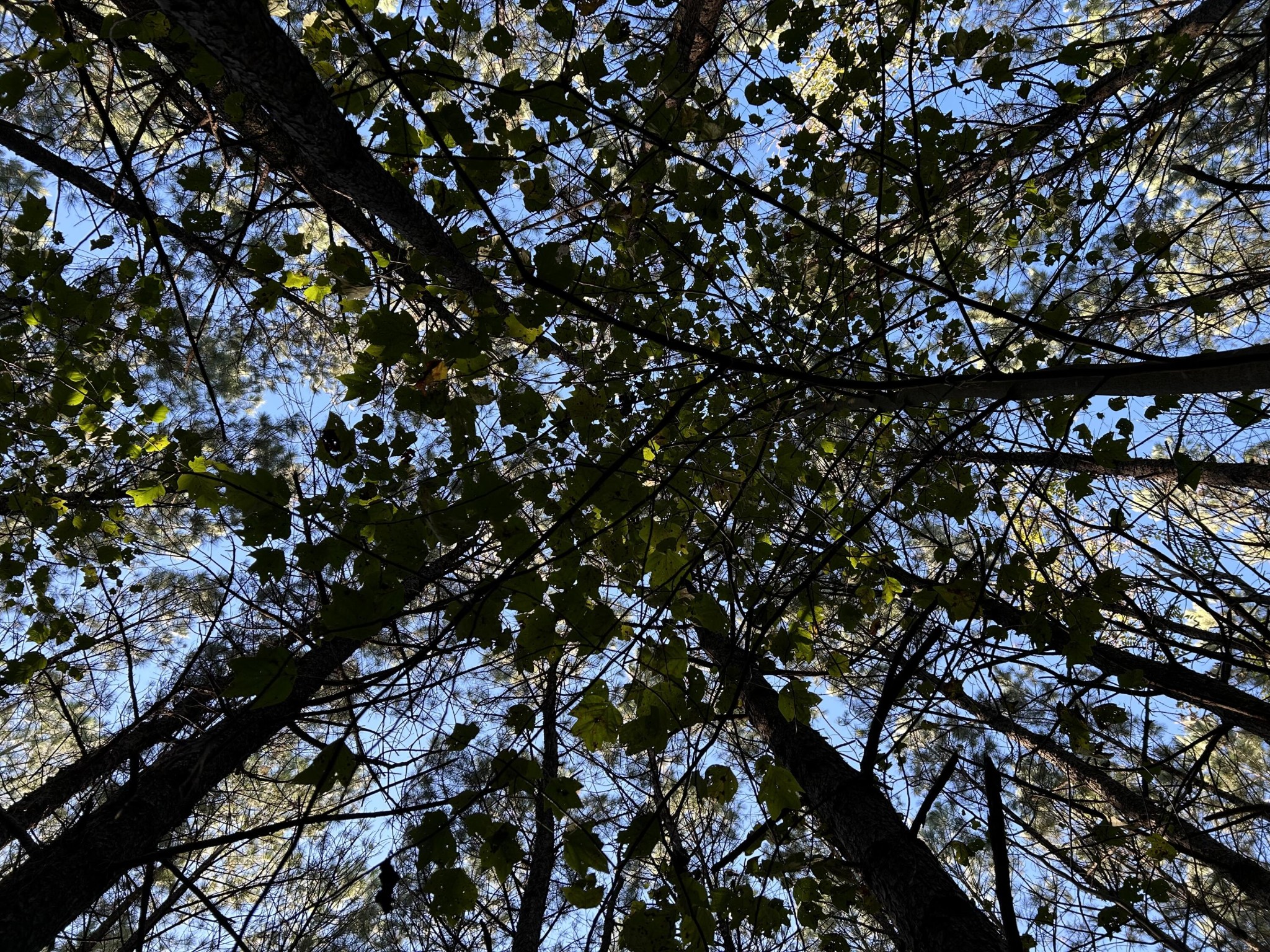 2035 Crockett Point Jasper, TN 37347 - Photo 8 of 31 a view of tree
