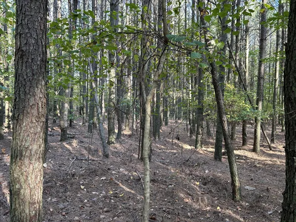 a view of a forest with trees in the background
