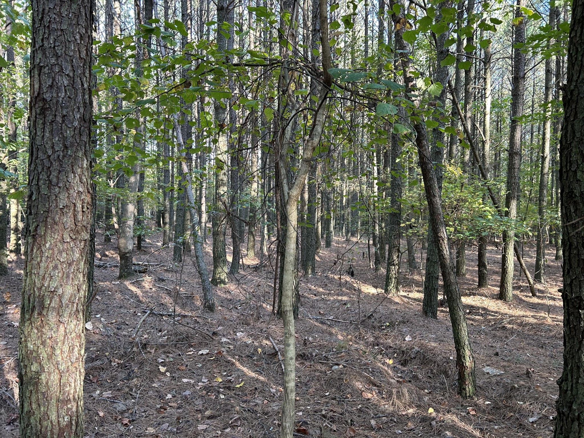 2035 Crockett Point Jasper, TN 37347 - Photo 9 of 31 a view of a forest with trees in the background