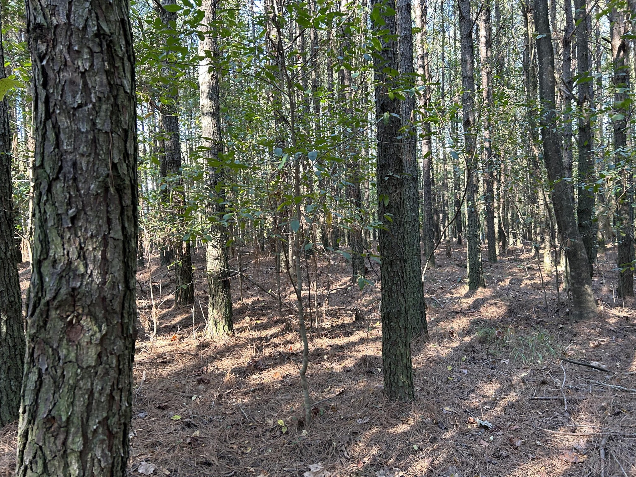 2035 Crockett Point Jasper, TN 37347 - Photo 10 of 31 a view of forest