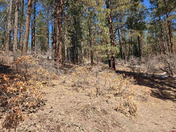 a view of a forest with trees