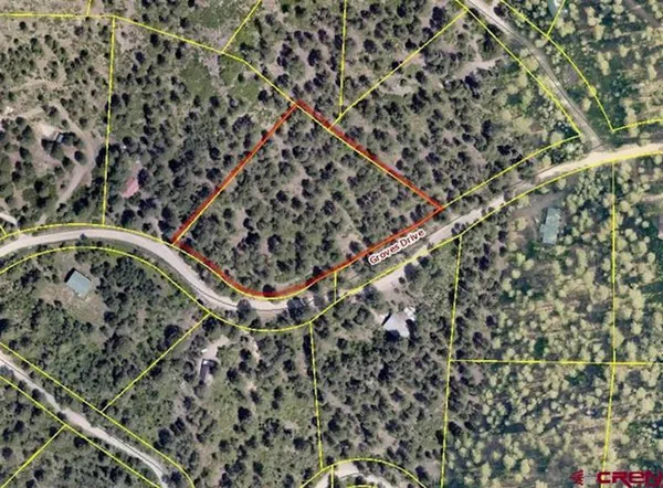 a close up of a plant in a forest