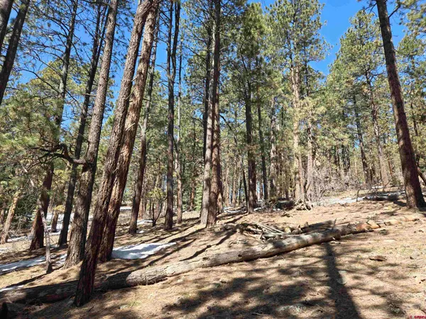 a view of a yard with trees