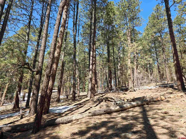 a view of a yard with trees