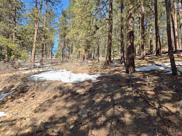 a view of yard with trees