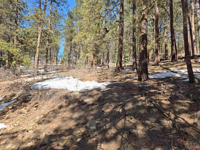 a view of yard with trees