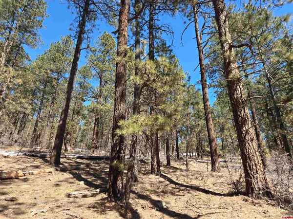 a view of a yard with trees