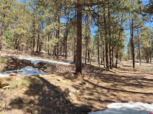 a view of a yard with trees