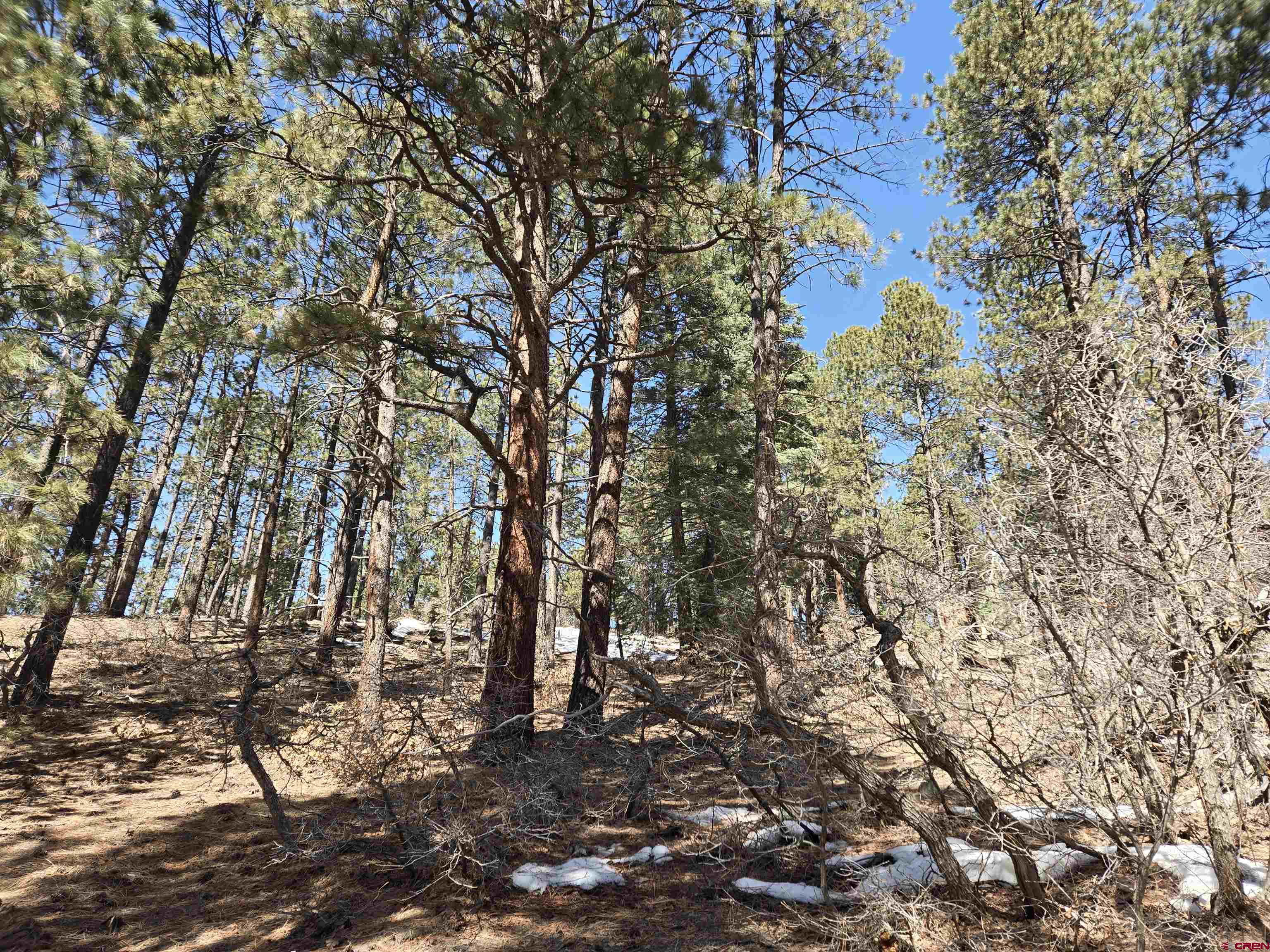 Lot 9 Groves Drive Durango, CO 81301 - Photo 8 of 12 a view of tree