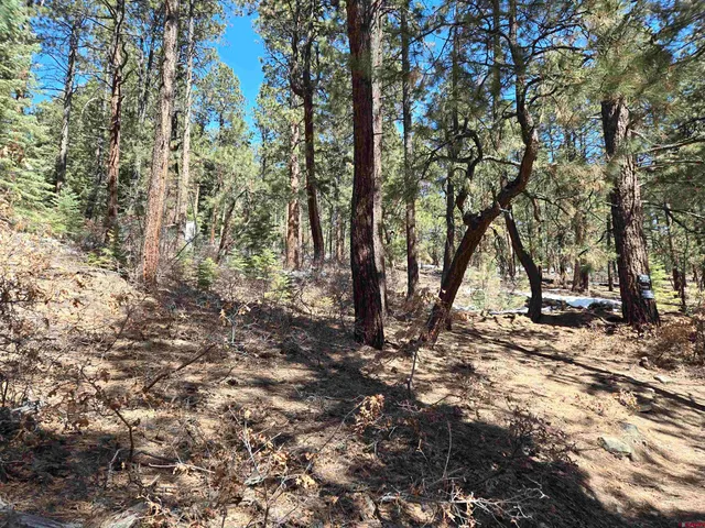 a view of a forest with trees