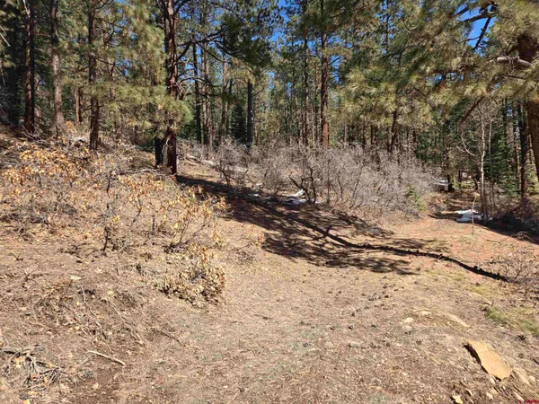 a view of a yard with a tree