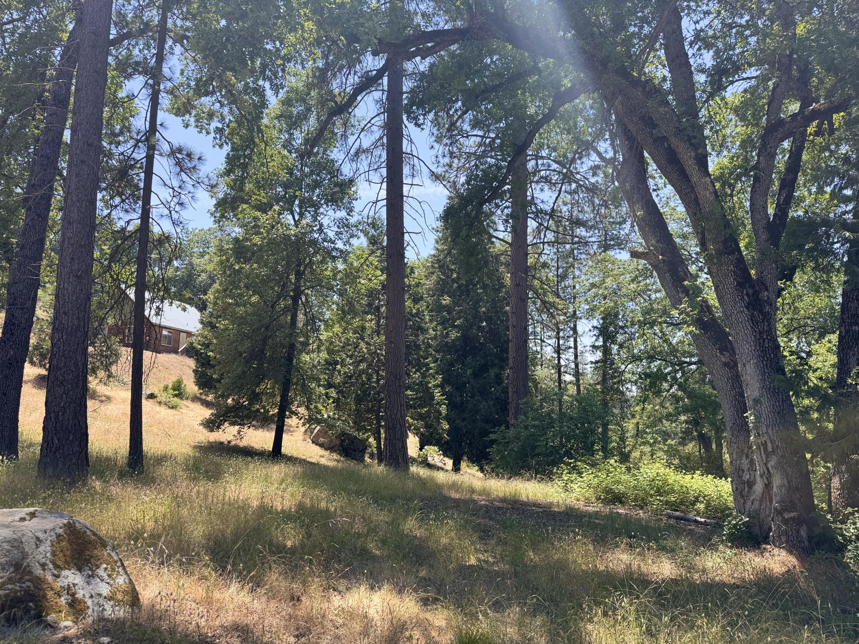 51911 Hogback Miramonte, CA 93641 - Photo 3 of 49 a view of a tree in the middle of a yard