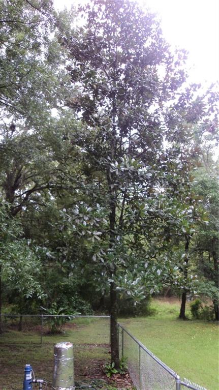 11482 Lee Settlement Road Folsom, LA 70437 - Photo 14 of 17 Gallery Image 14