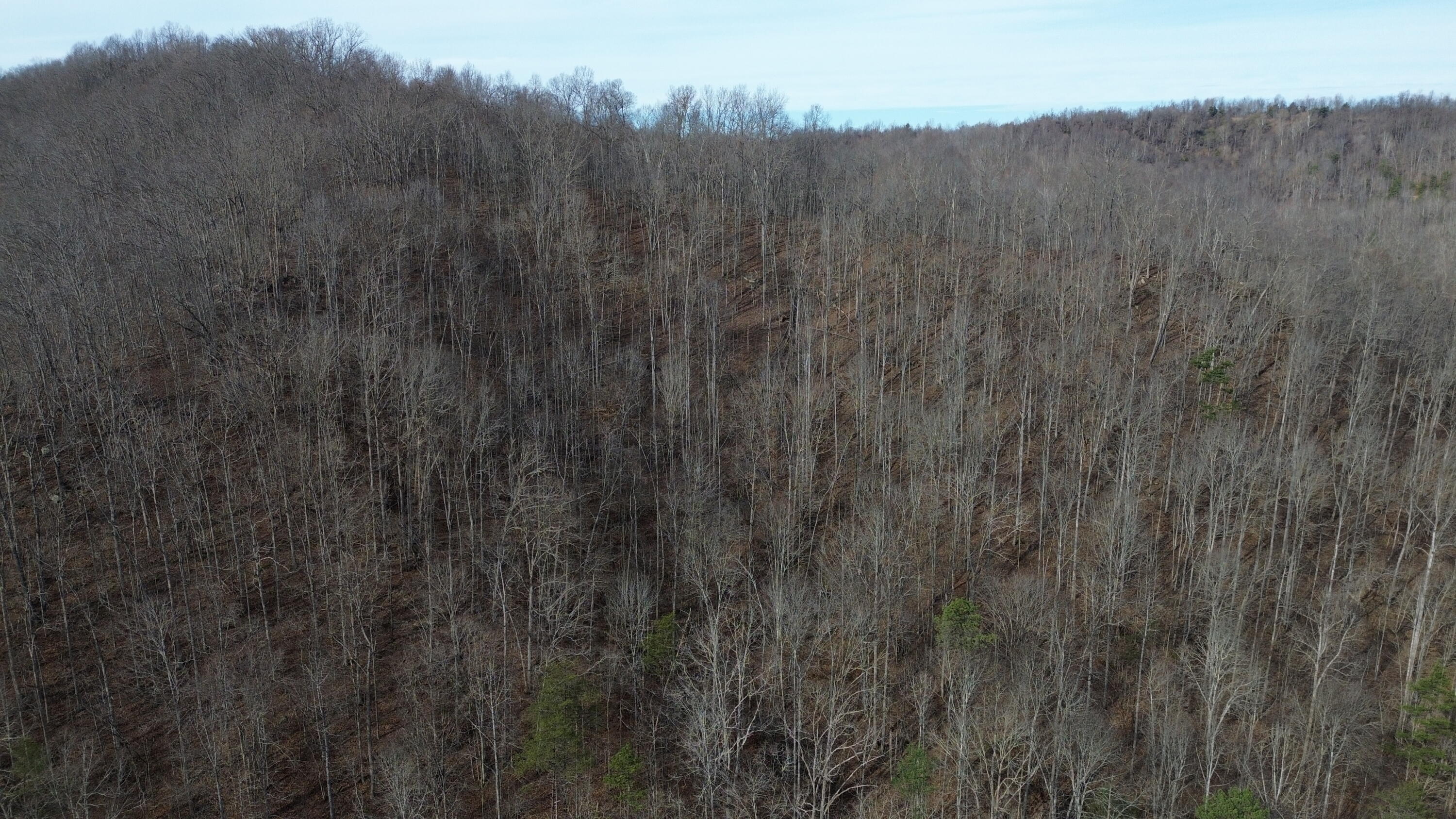 237 A Meat Scaffold Road Jackson, KY 41339 - Photo 13 of 44 Trees