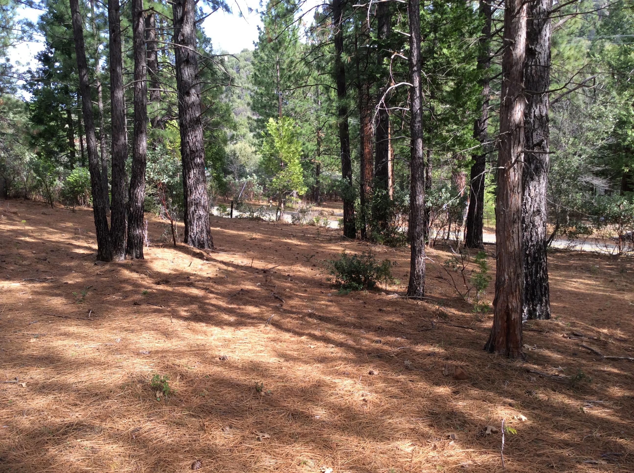 6.46-acres Fern Road Whitmore, CA 96096 - Photo 1 of 11 a view of a forest with trees