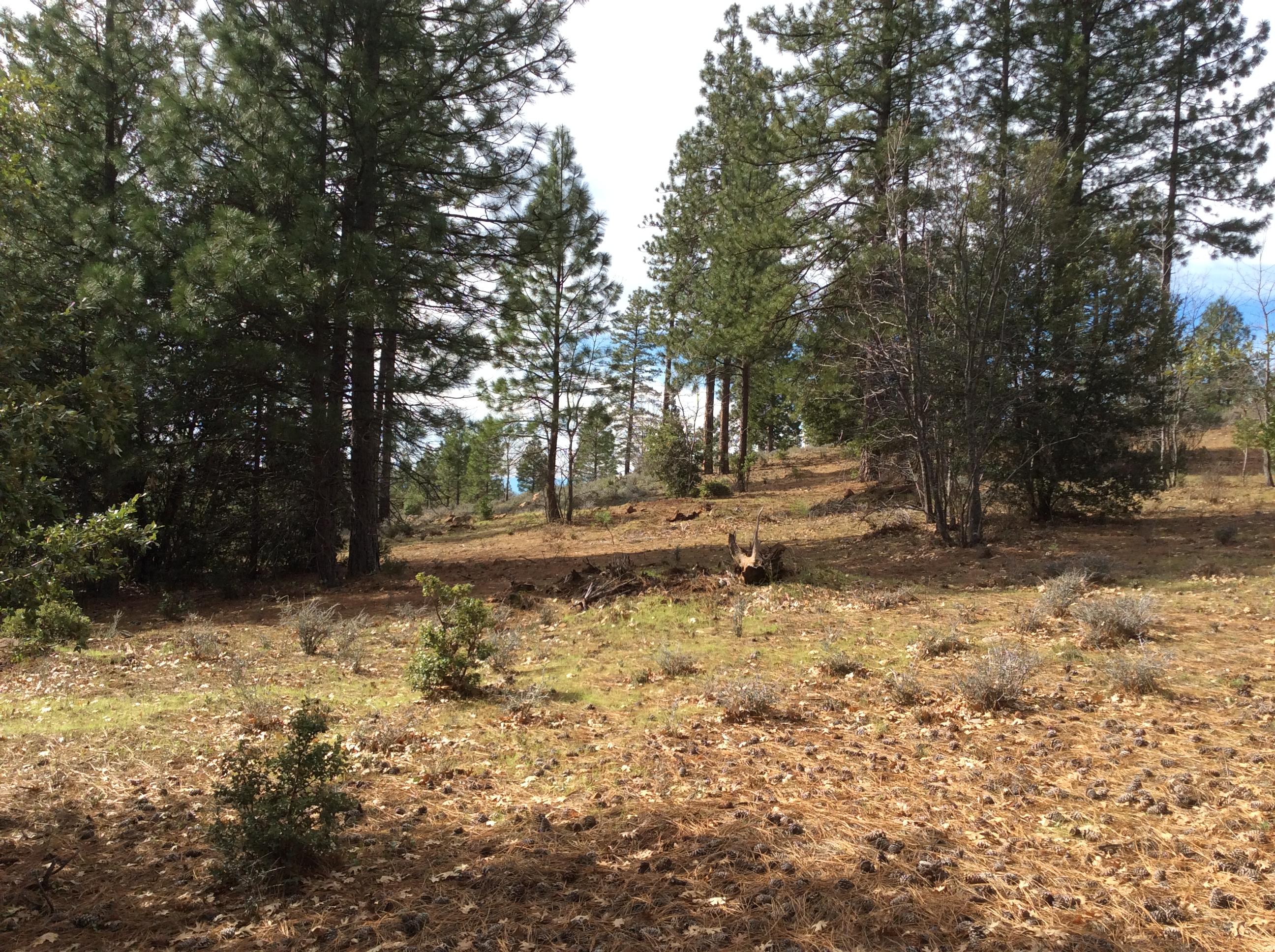 6.46-acres Fern Road Whitmore, CA 96096 - Photo 2 of 11 a view of dirt yard with a tree