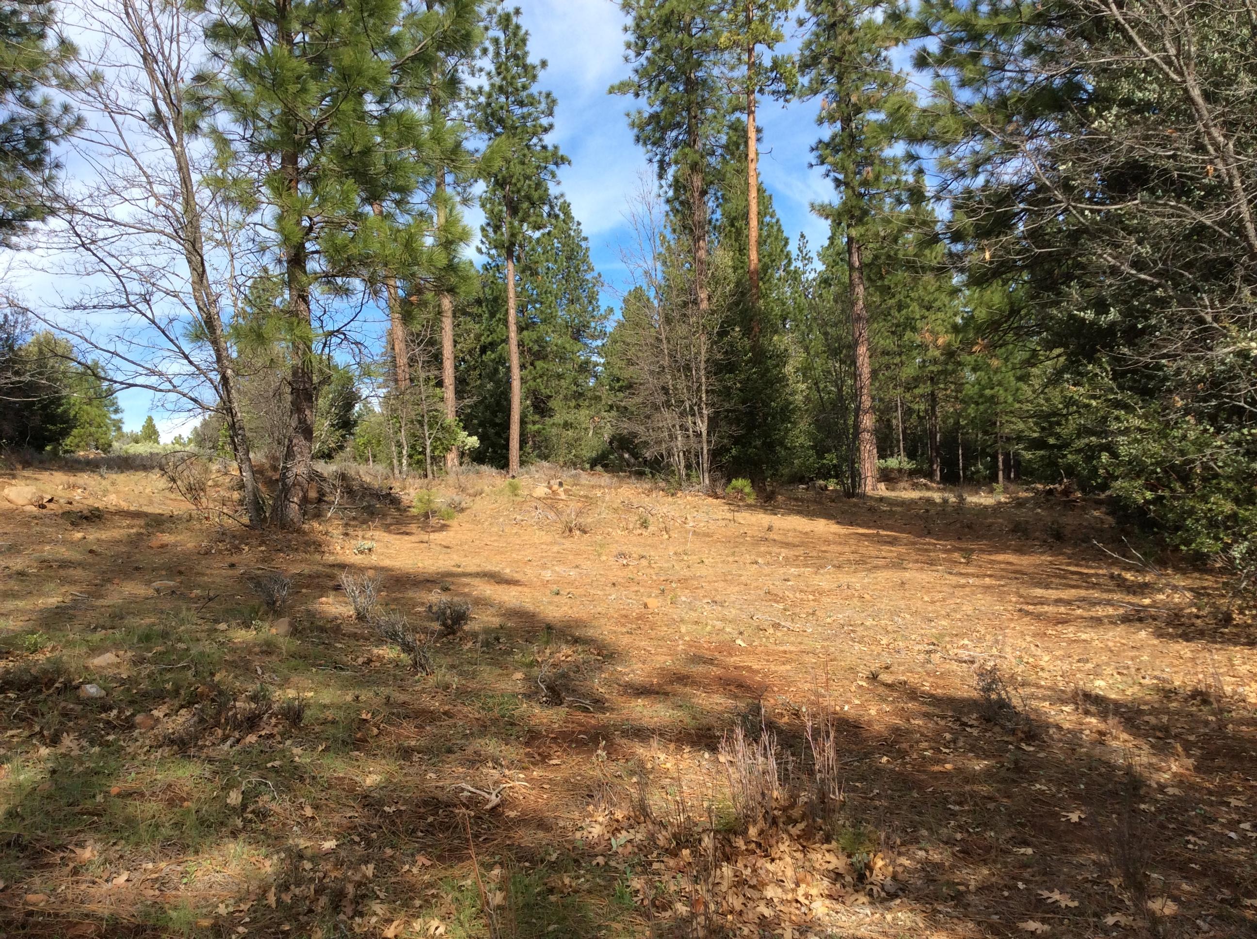 6.46-acres Fern Road Whitmore, CA 96096 - Photo 3 of 11 a view of snow covered with trees