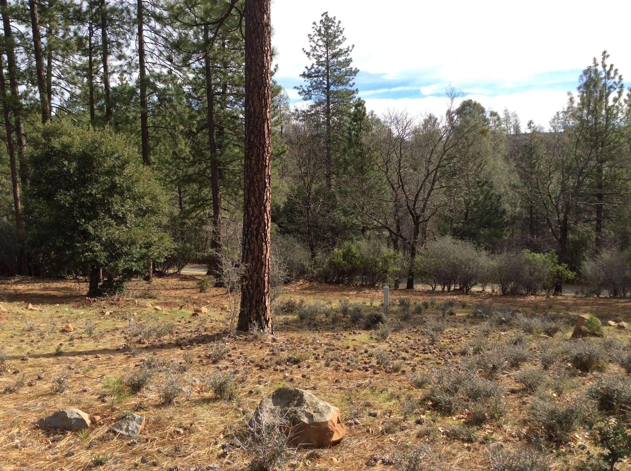 6.46-acres Fern Road Whitmore, CA 96096 - Photo 5 of 11 a view of a yard with trees