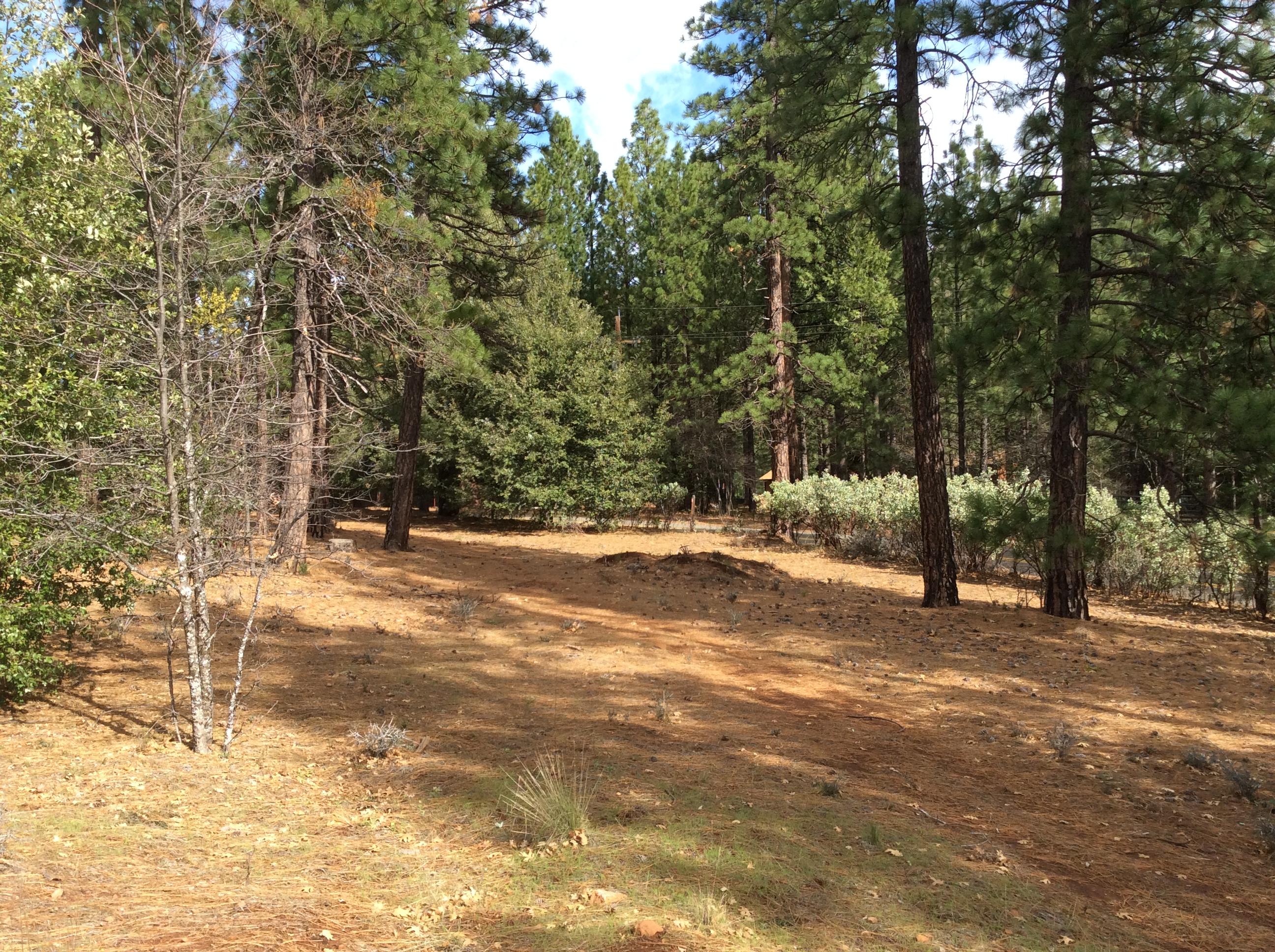6.46-acres Fern Road Whitmore, CA 96096 - Photo 6 of 11 a view of swimming pool with trees