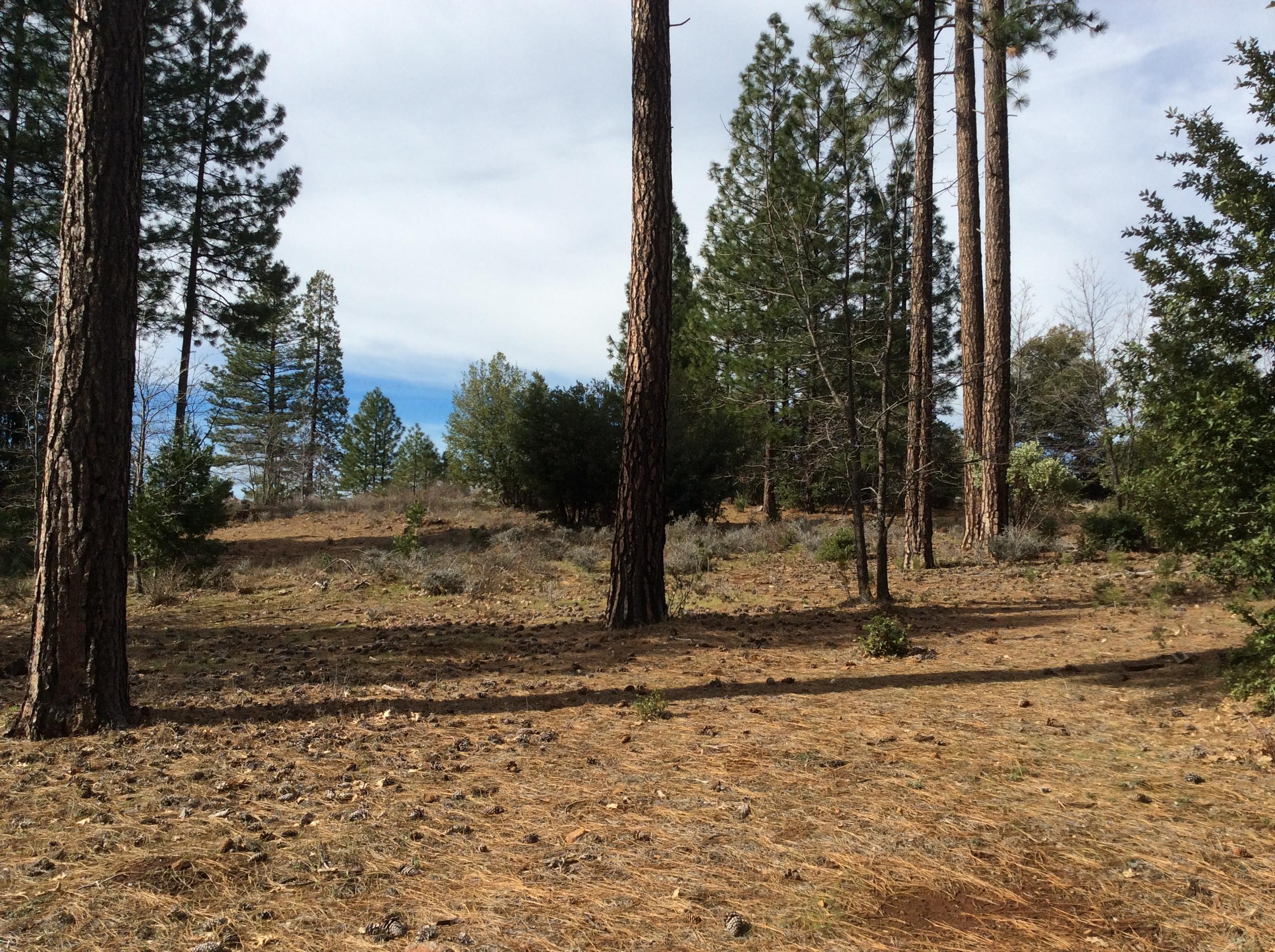 6.46-acres Fern Road Whitmore, CA 96096 - Photo 7 of 11 a view of a yard with trees