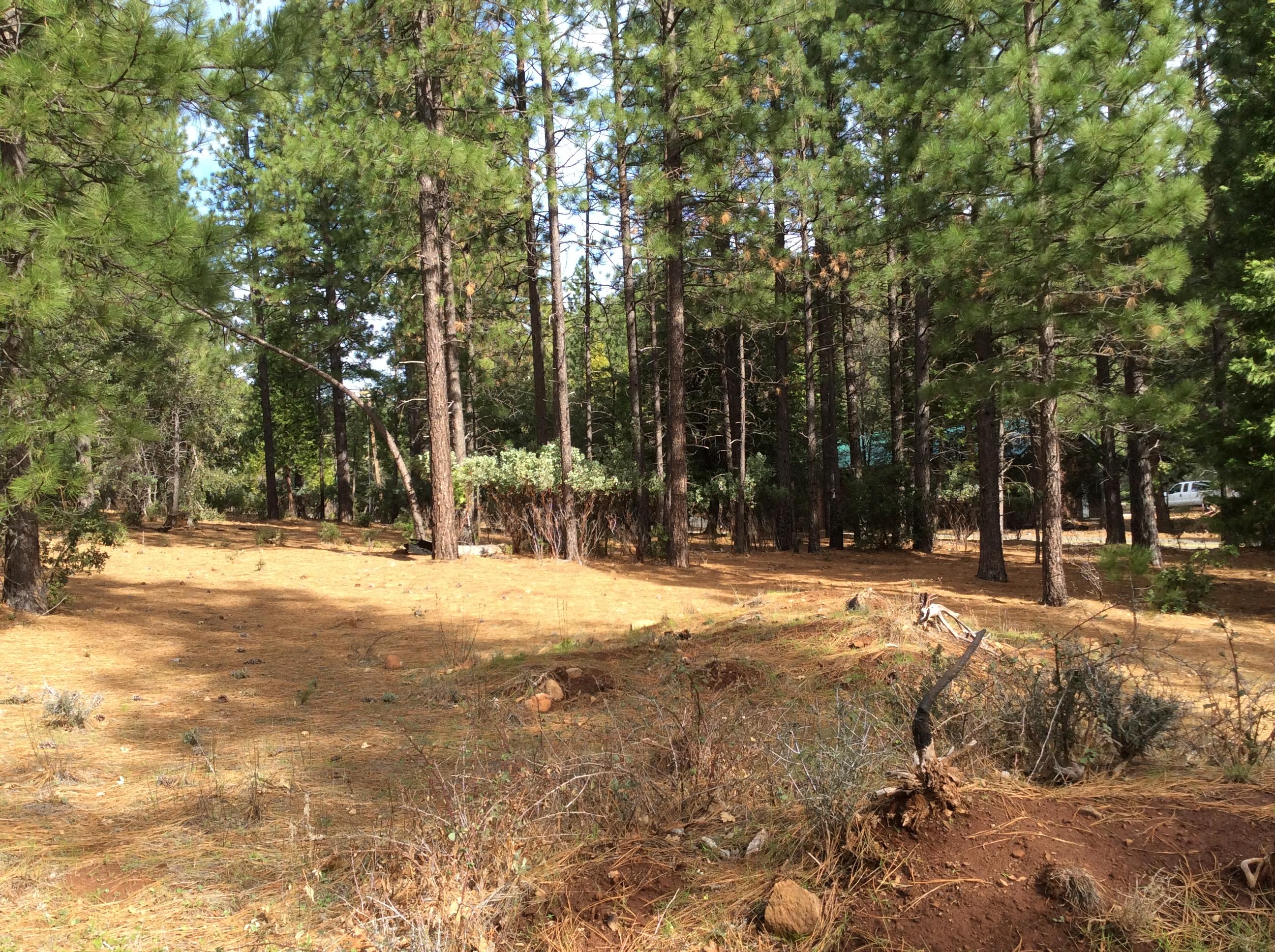 6.46-acres Fern Road Whitmore, CA 96096 - Photo 8 of 11 a view of road with trees