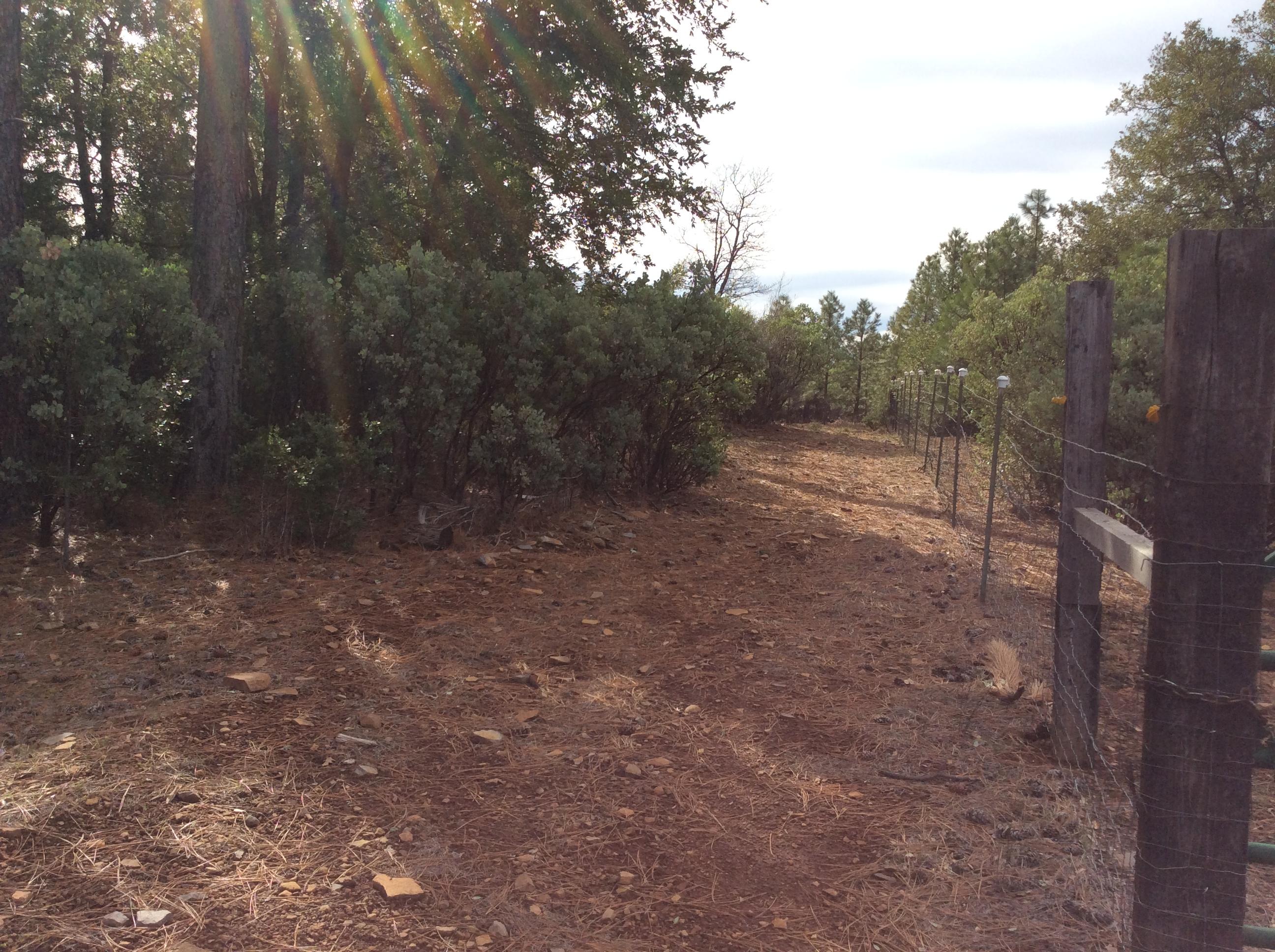 6.46-acres Fern Road Whitmore, CA 96096 - Photo 9 of 11 a view of an outdoor space with trees
