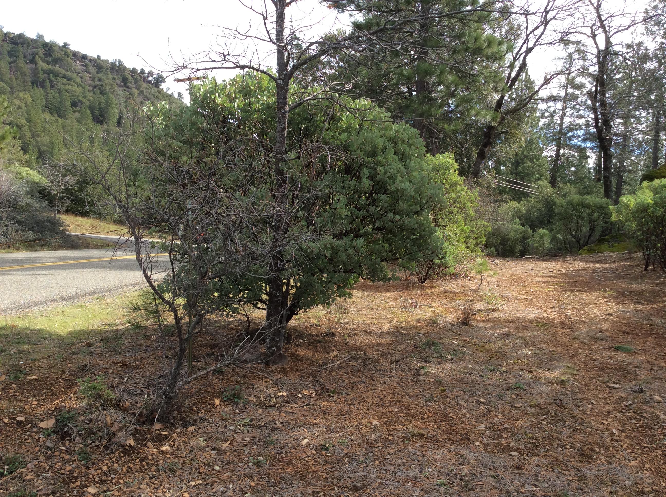 6.46-acres Fern Road Whitmore, CA 96096 - Photo 10 of 11 a view of a yard with a tree