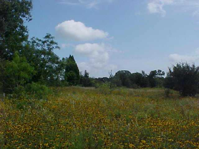 Exterior Front : High building site, Good grass, Nice trees