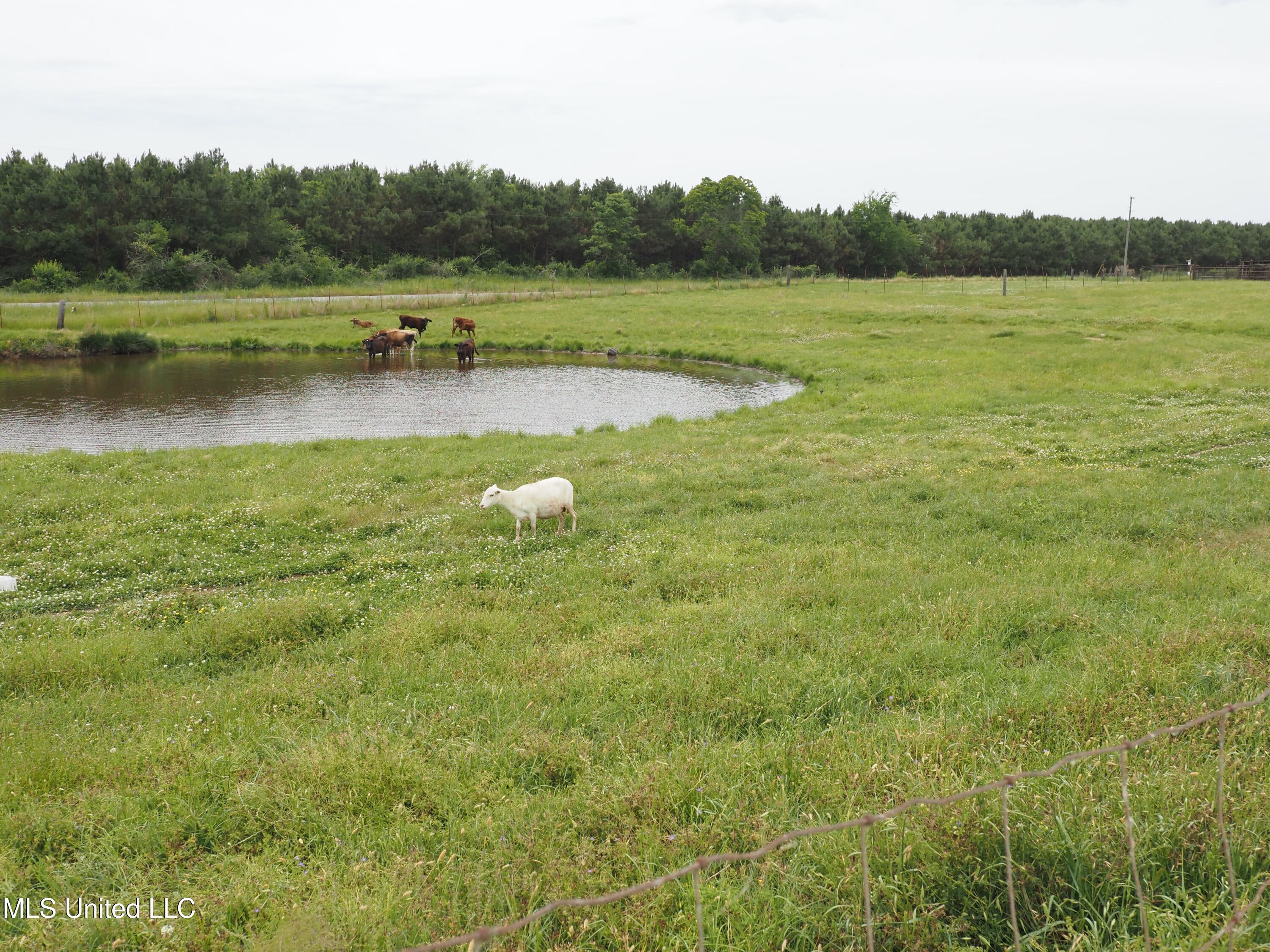 571 Highway 583 Tylertown, MS 39667 - Photo 25 of 45 P5033605