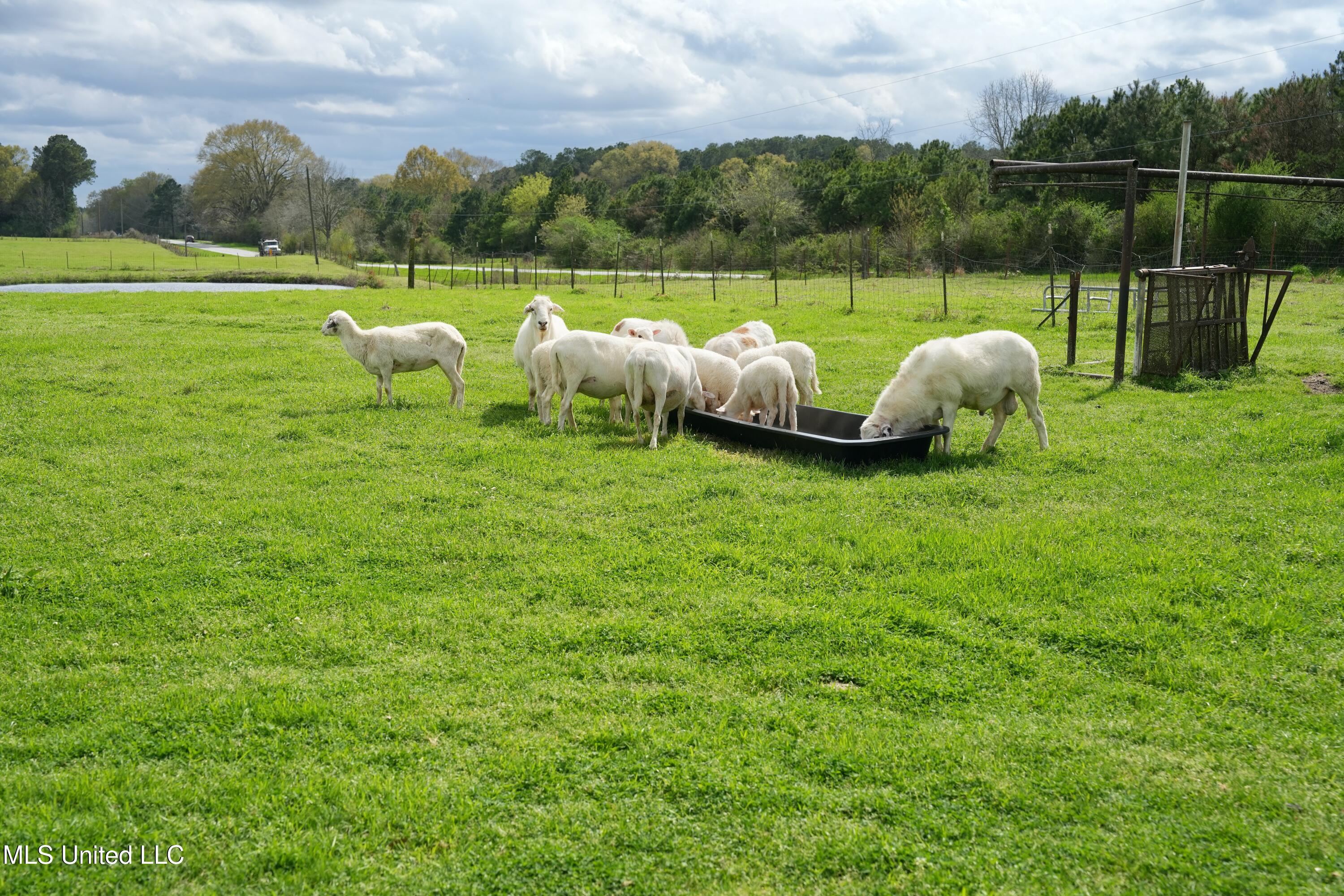 571 Highway 583 Tylertown, MS 39667 - Photo 6 of 45 DSC06209