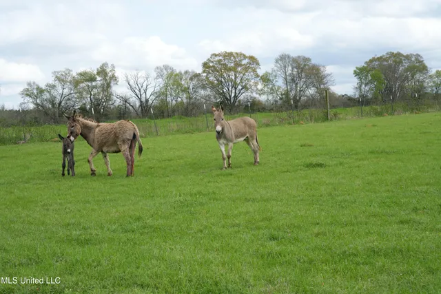 $1,100,000 | 571 Highway 583, Tylertown, MS 39667