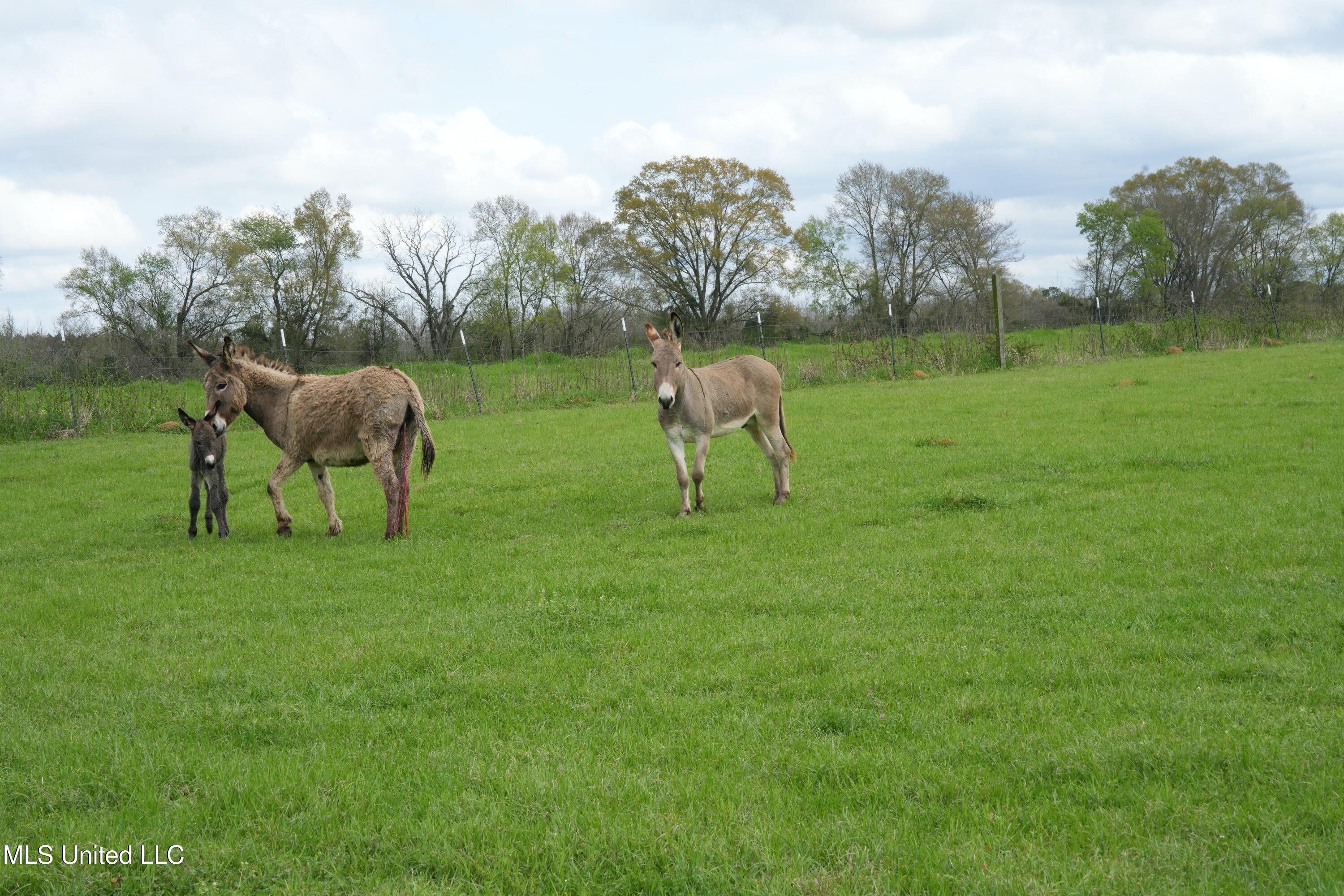 571 Highway 583 Tylertown, MS 39667 - Photo 9 of 45 DSC06250