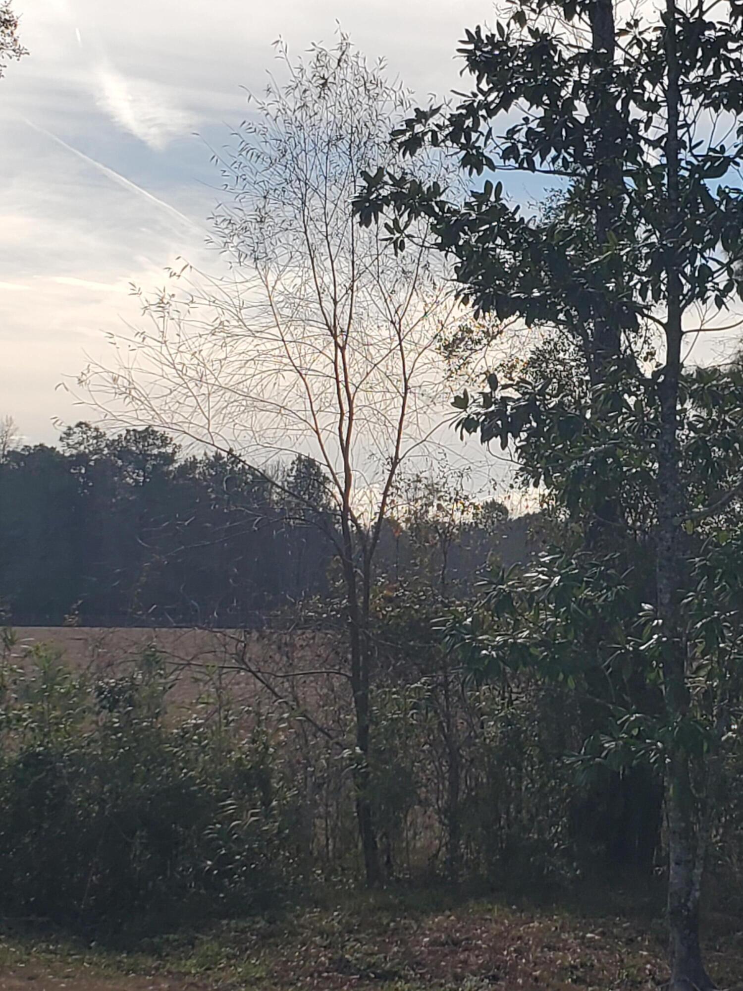 3109 Wire Road St. George, SC 29477 - Photo 60 of 60 20251217_125527