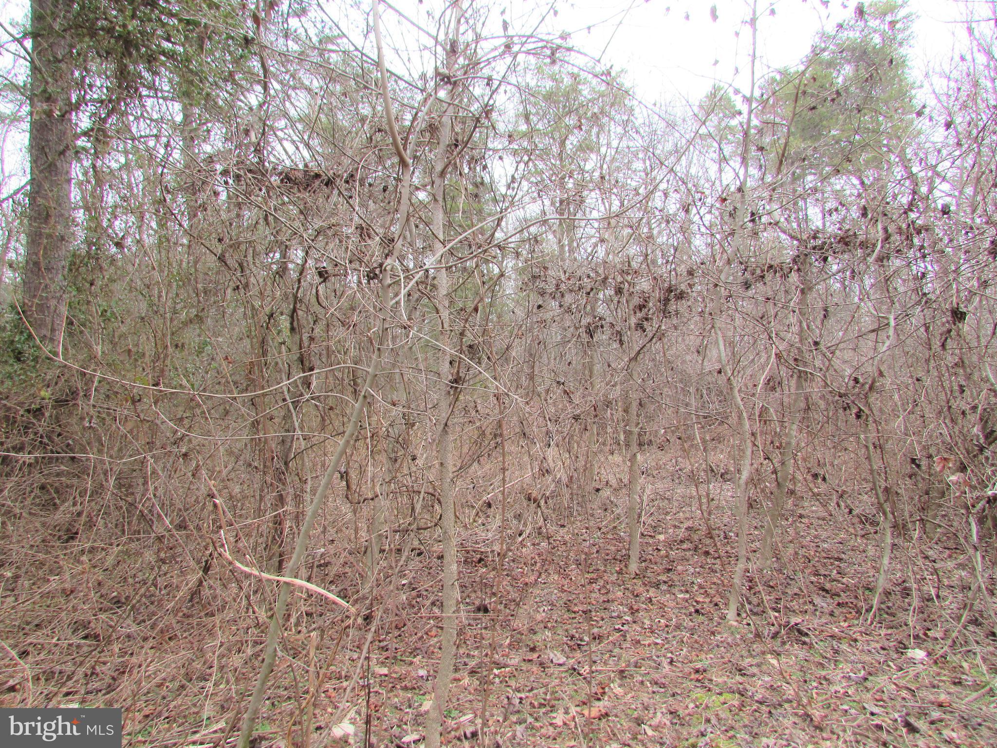 Lot # Cedar Hill Road Mineral, VA 23117 - Photo 11 of 17 Lot 25 - wooded for privacy