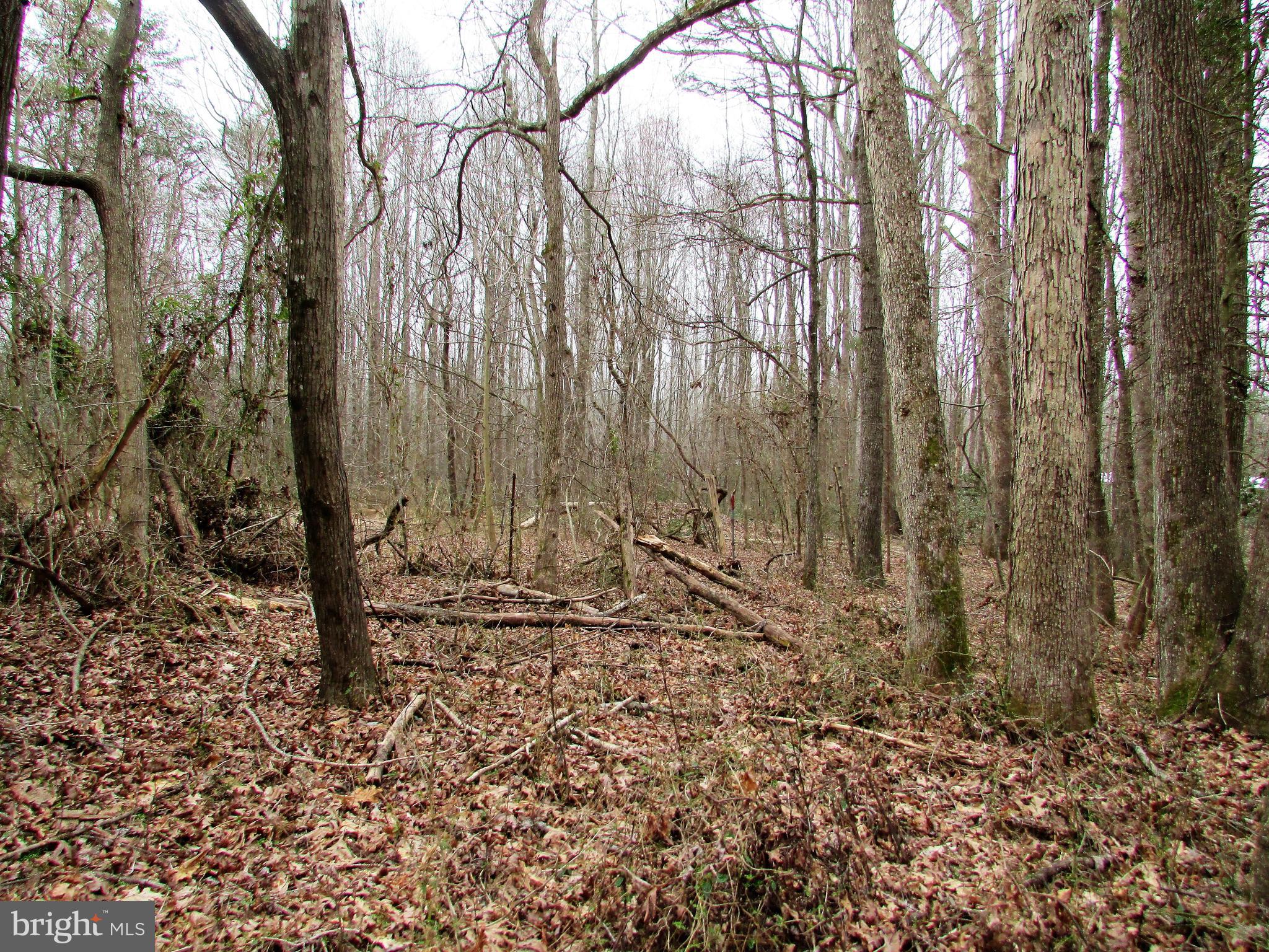 Lot # Cedar Hill Road Mineral, VA 23117 - Photo 13 of 17 Bring or send your Builder to find your home-site