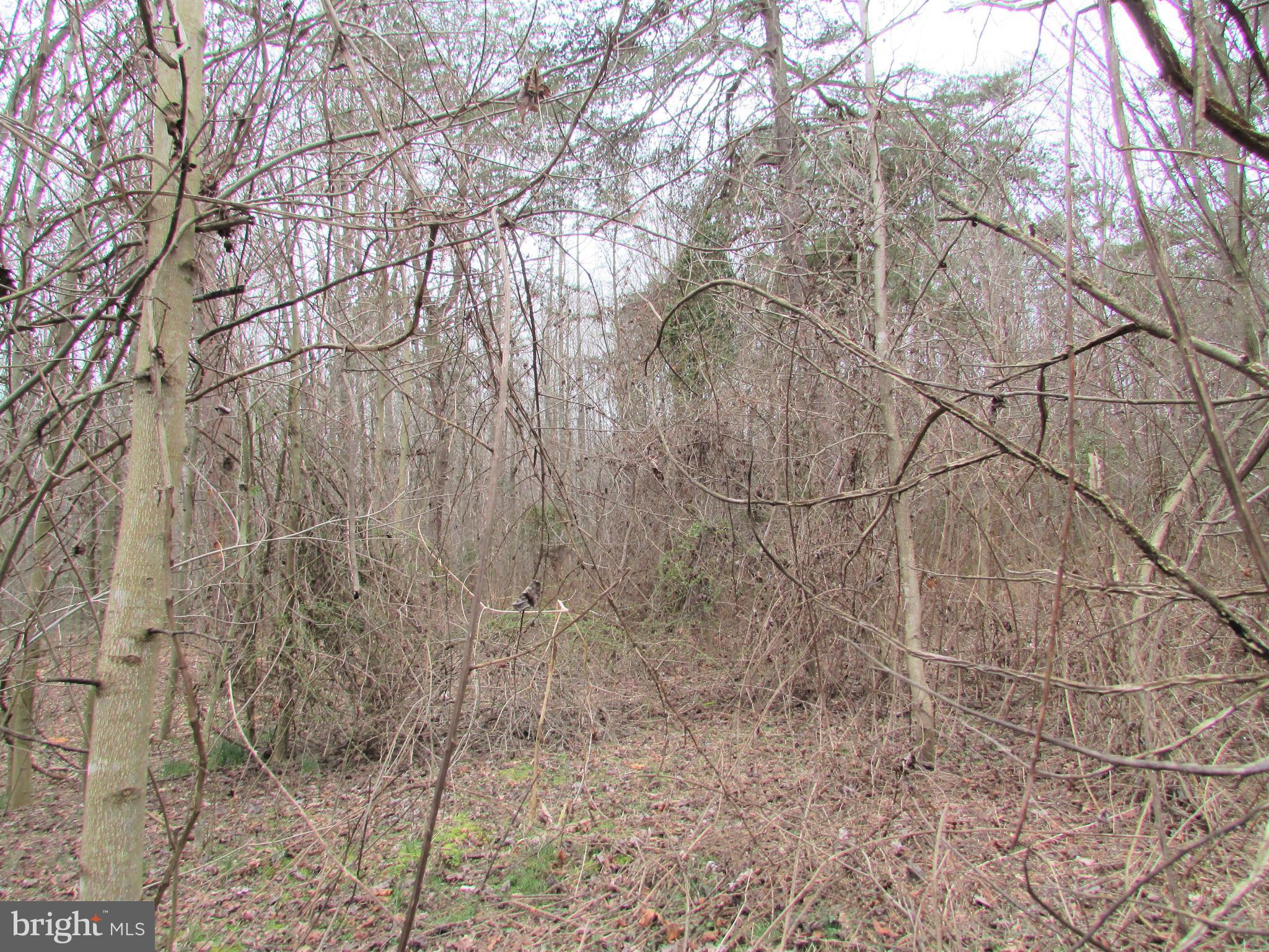 Lot # Cedar Hill Road Mineral, VA 23117 - Photo 14 of 17 Lot 25 Cedar Hill Rd - 3 acres for you to enjoy