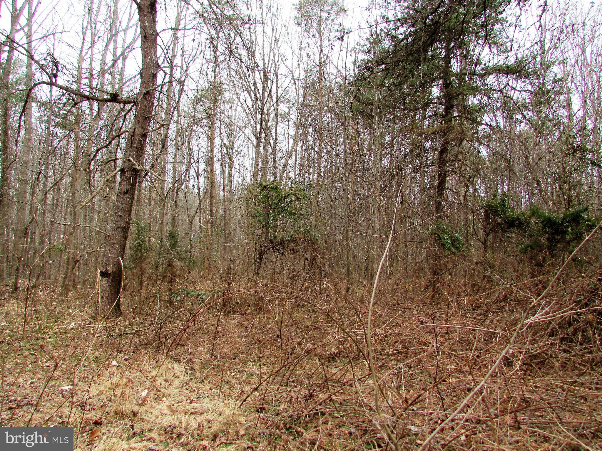 Lot # Cedar Hill Road Mineral, VA 23117 - Photo 2 of 17 View of wooded lot - Lot 25 Cedar Hill Rd