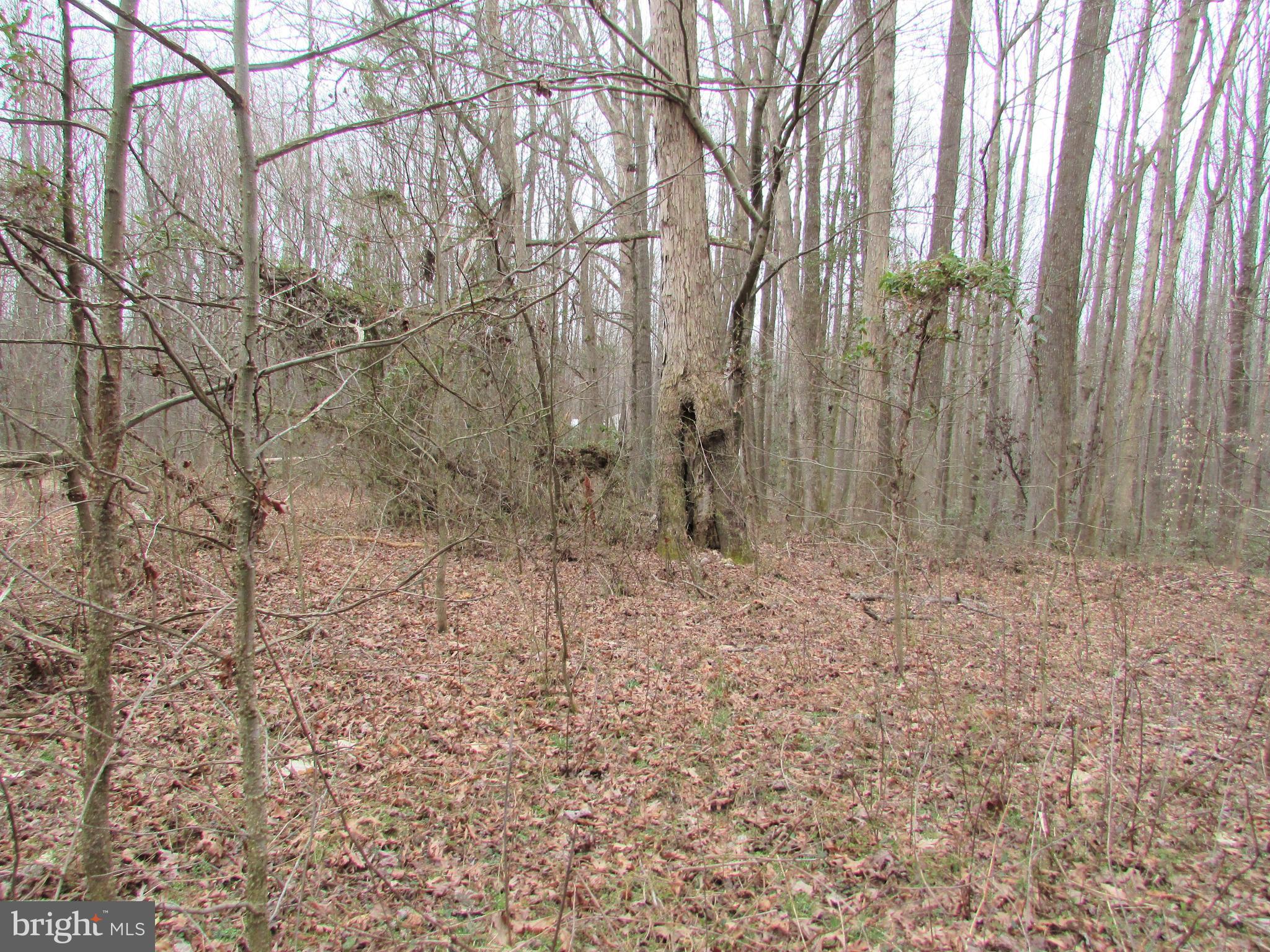 Lot # Cedar Hill Road Mineral, VA 23117 - Photo 3 of 17 Pick your home-site on this 3 Acre lot