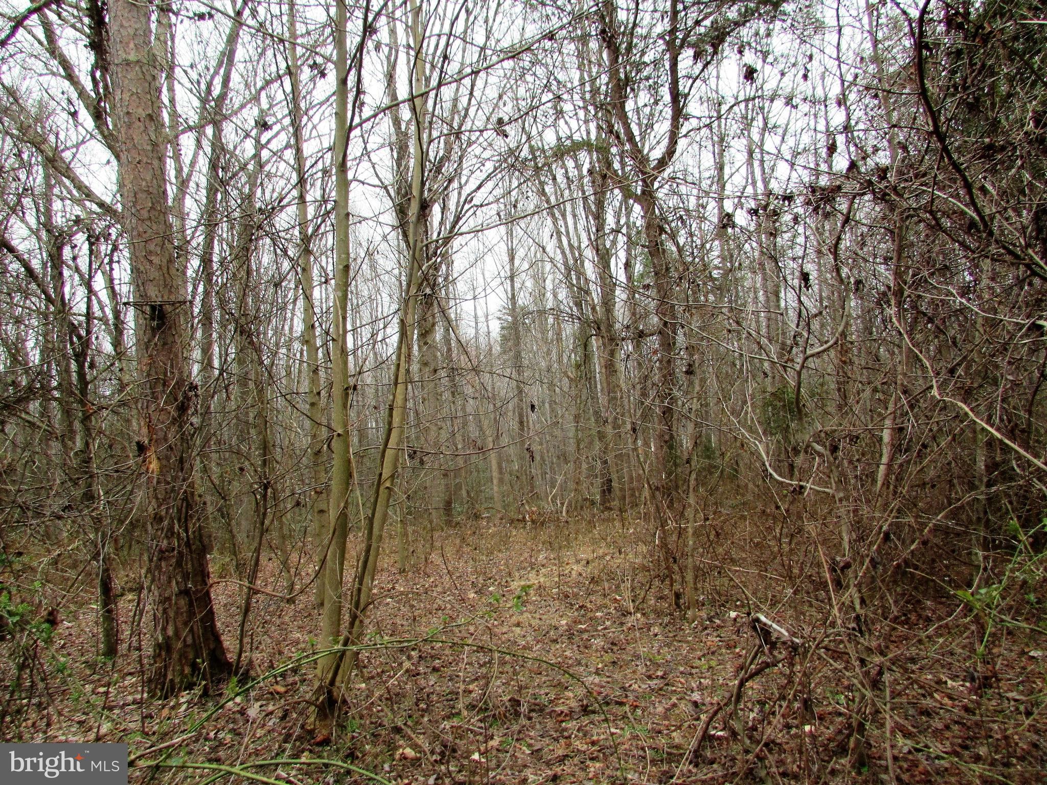 Lot # Cedar Hill Road Mineral, VA 23117 - Photo 5 of 17 Lot 25 - NO HOA - Wooded Privacy